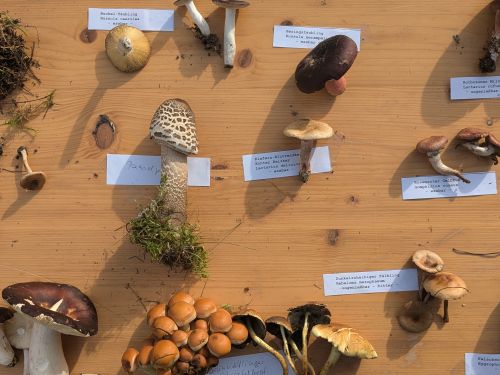Öffnet die Seite 'Tag des Pilzes'