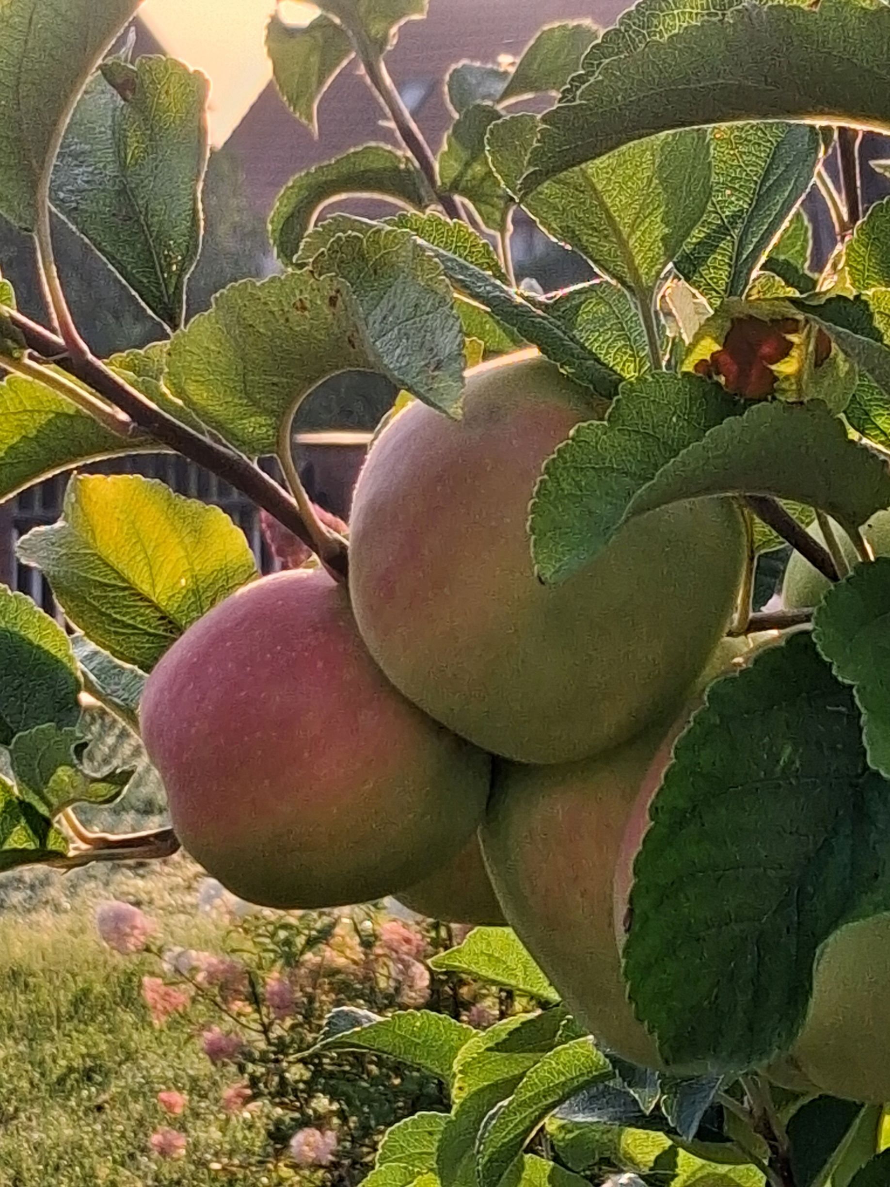 Öffnet die Seite 'Gartenwissen'